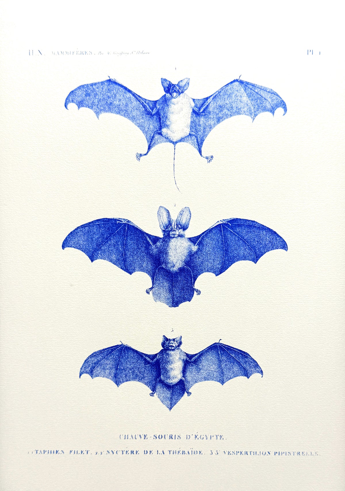 Egyptian bats – Stampa Risograph A4
